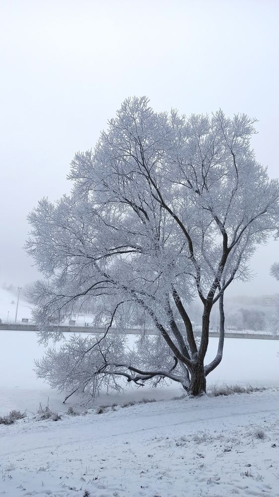 Photograph by Людмила Щуцкая