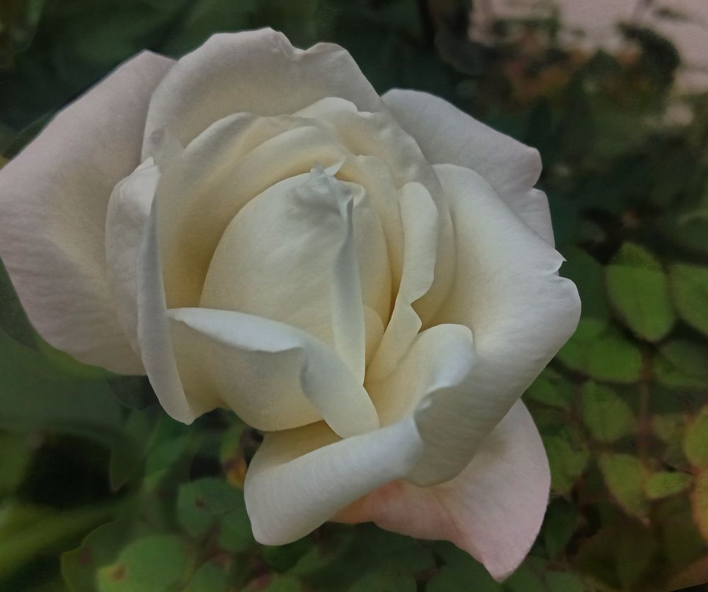 Фотография автора Jose Marcos Carvajal Tarazona