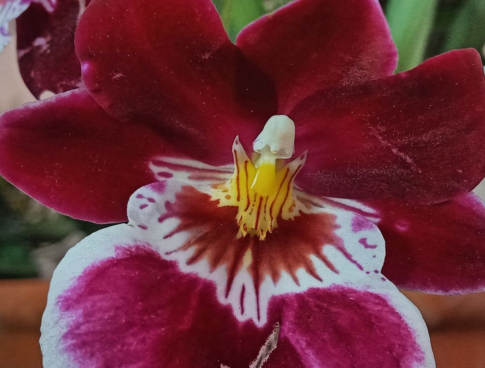 Фотография автора Jose Marcos Carvajal Tarazona