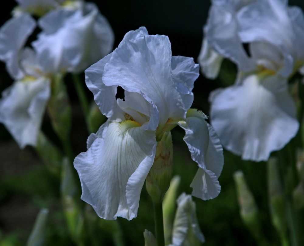 Photograph by Игорь Куленко