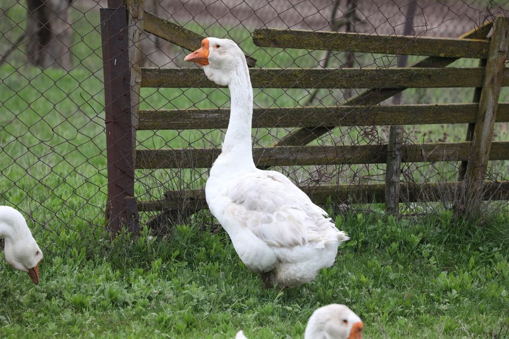 Photograph by Ольга Одаренко