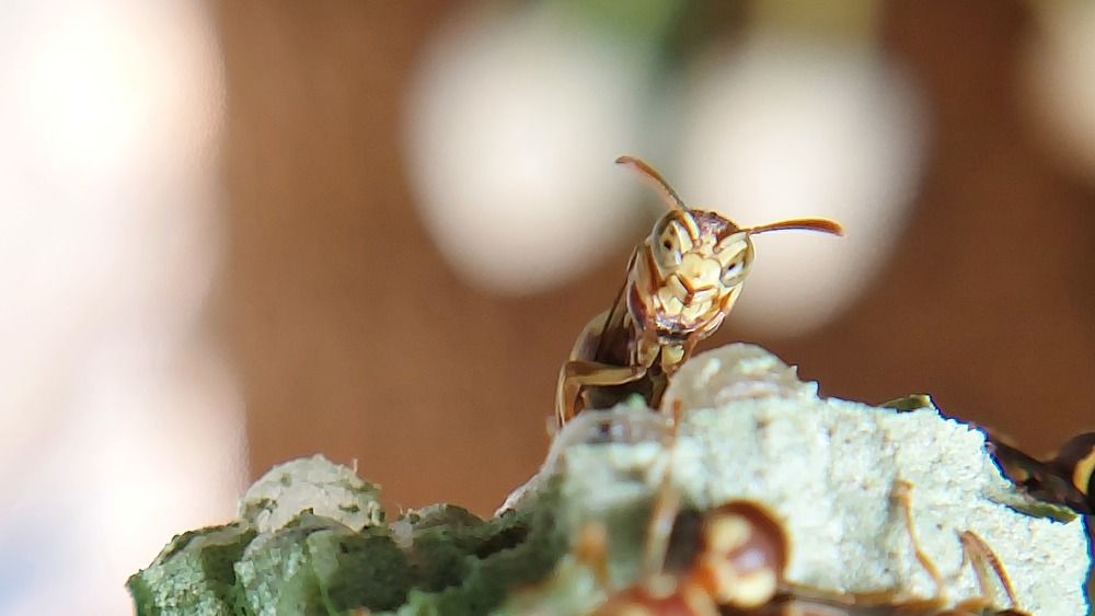 Photograph by Piyali Dutta