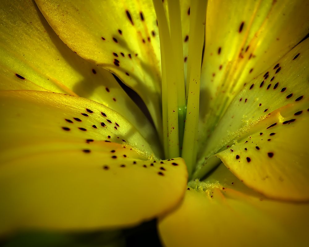 Photograph by Виталий Павлов