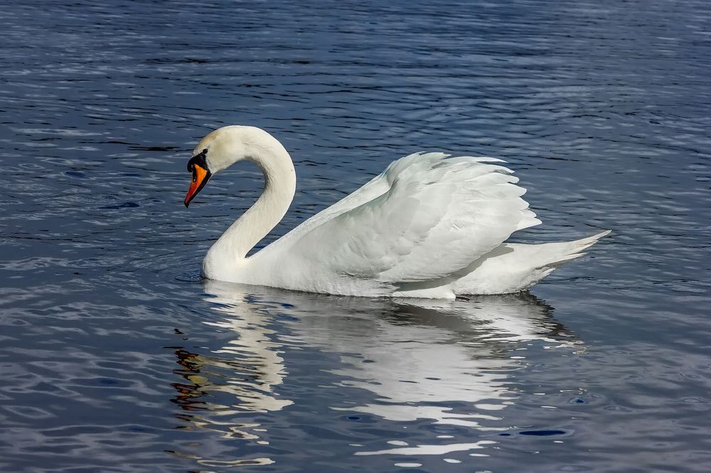 Photograph by Клясюк Галина