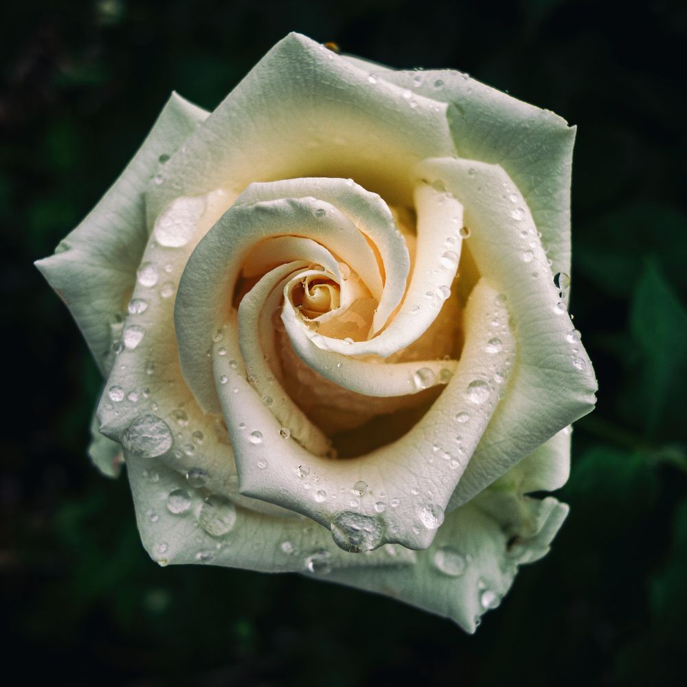 Photograph by Виталий Павлов