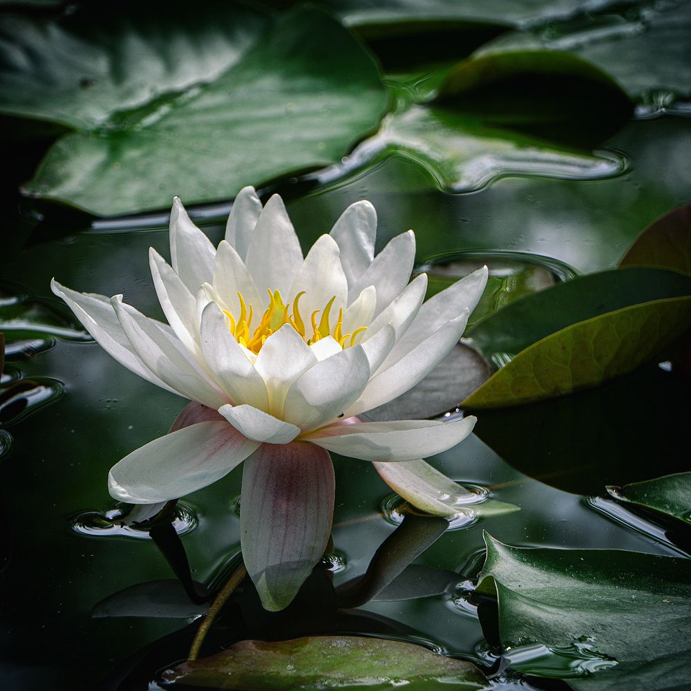 Photograph by Виталий Павлов