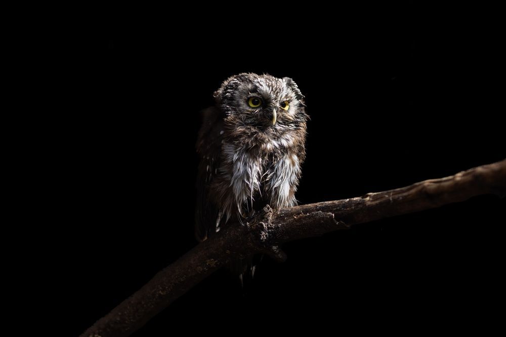 Одинокая птица