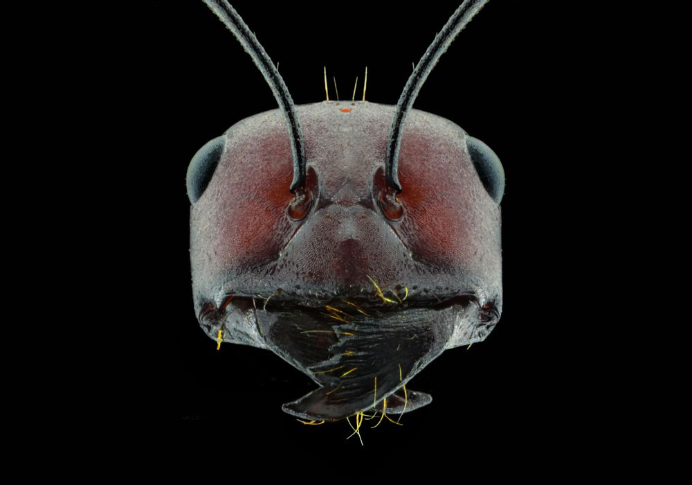 ant face