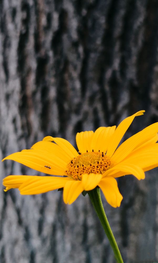 Photograph by Кристина Кублашвили