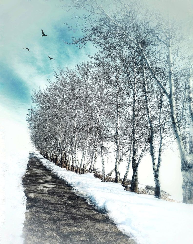 Фотография автора Zahra Seyedmorti