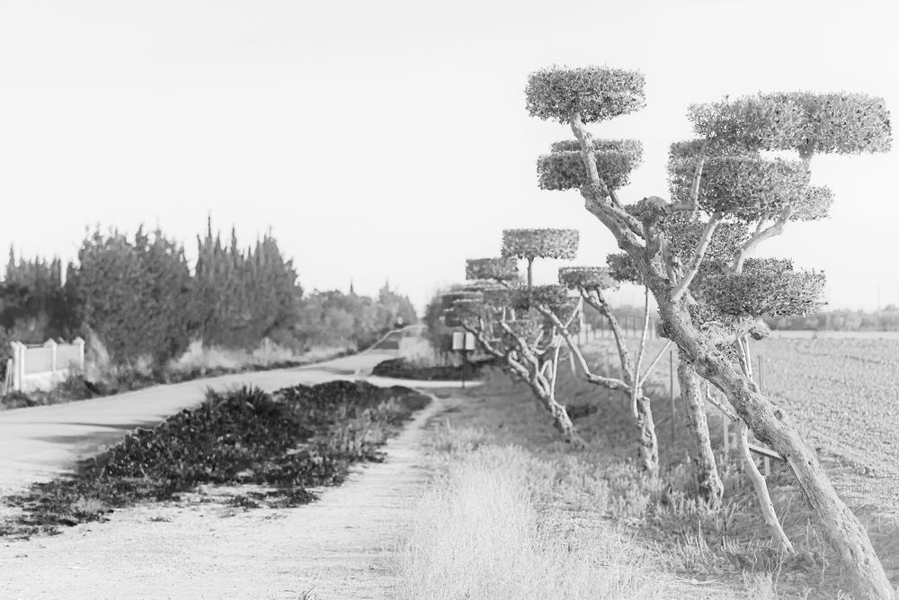 Photograph by M. Luisa Águeda