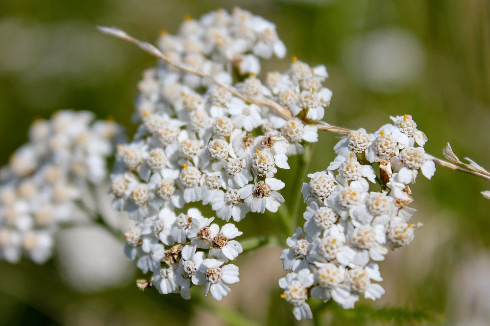 Фотография автора Оксана Сырчина