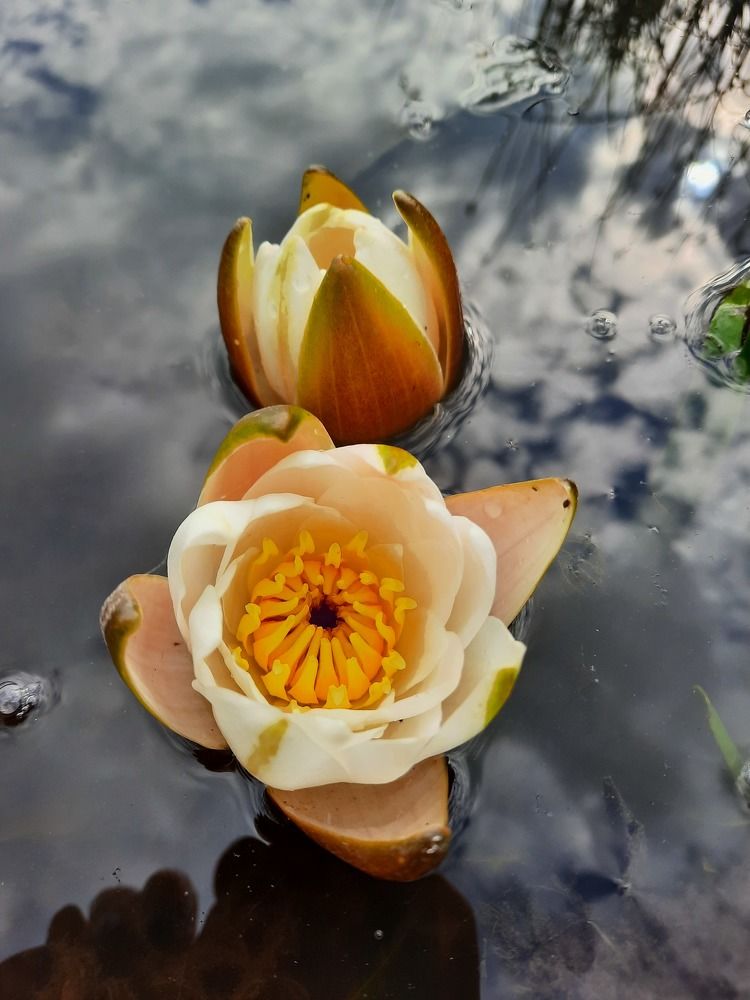 Photograph by Елена Симонова