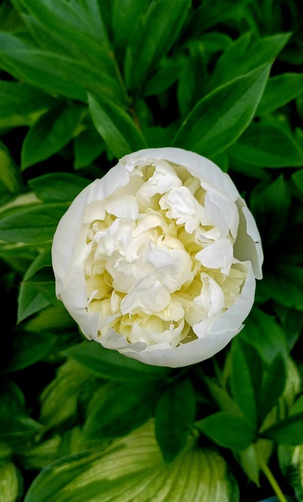 Photograph by Елена Немешаева