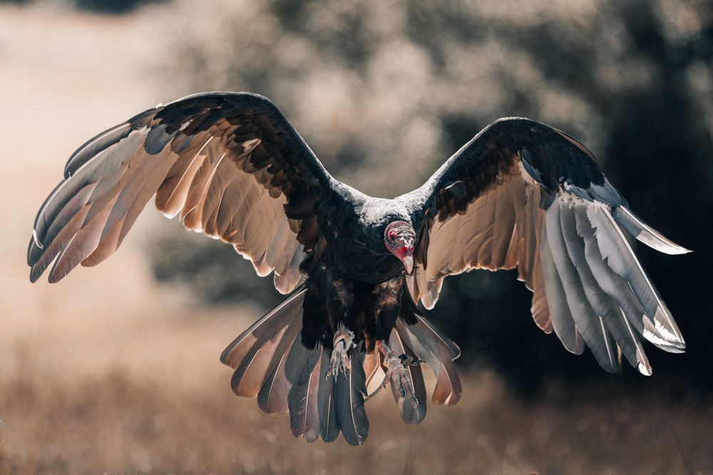 Photograph by Christian  Bolognese