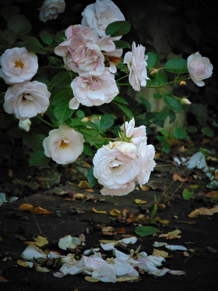 Photograph by Светлана Баяхчева (Тушавина)
