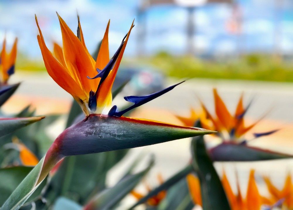 They are watching us