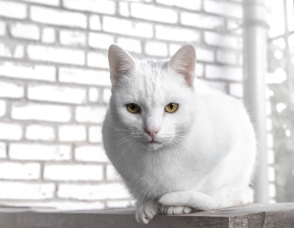 Фотография автора Рохмистрова Мария