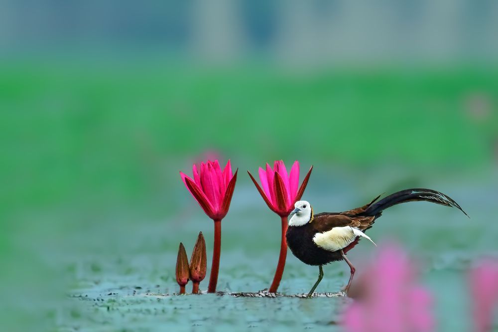 The pheasant-tailed jacana