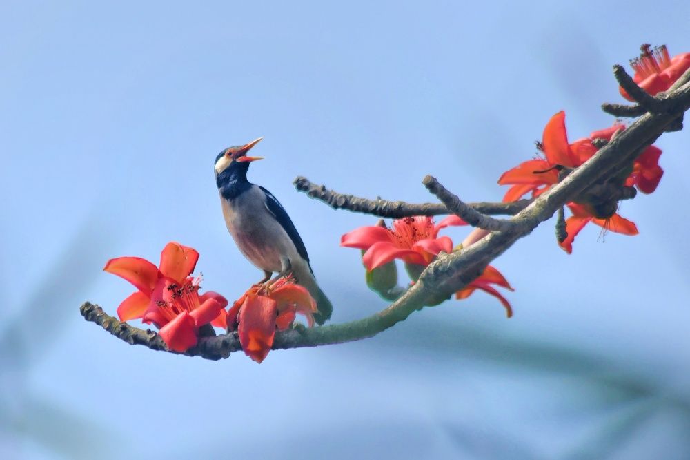 Фотография автора Avijit datta