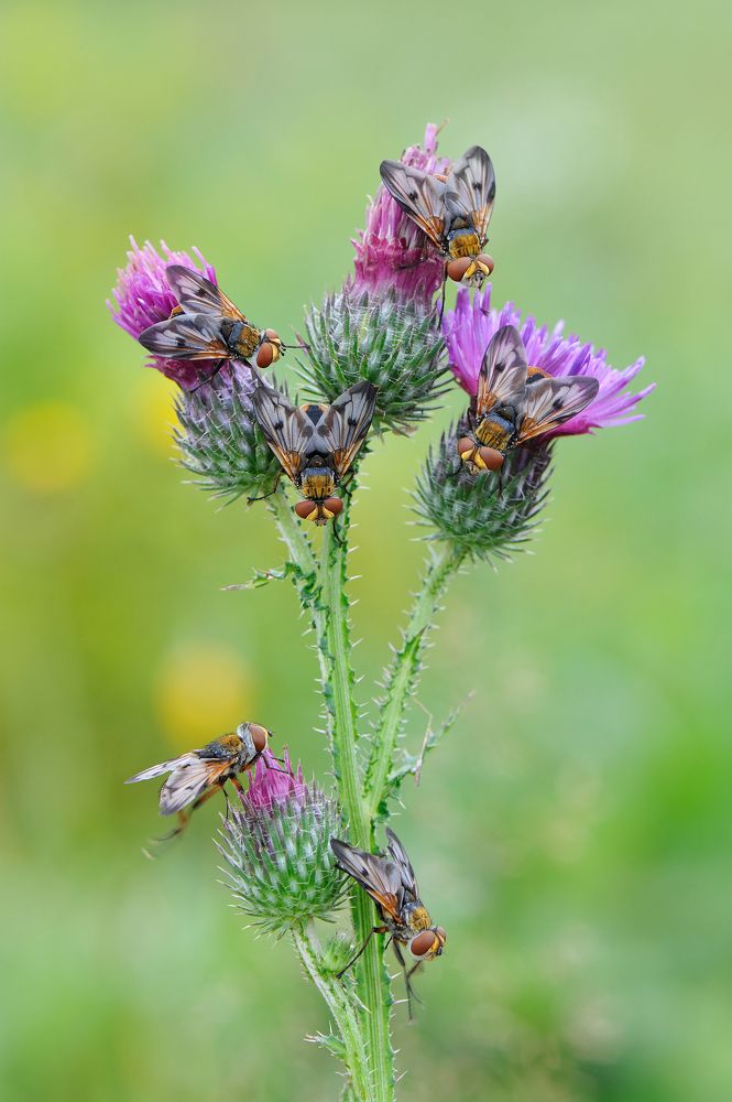 Танцевальный батл.
