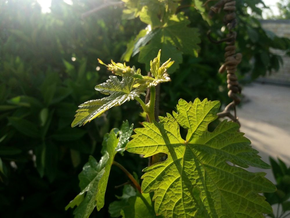 Photograph by Babak Akvan