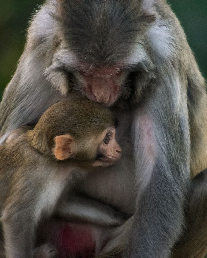 Photograph by Ritabrata Roy Choudhury
