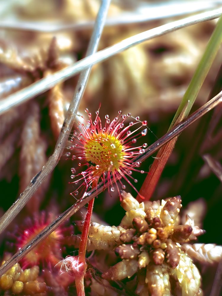 Photograph by Настя Хомастя