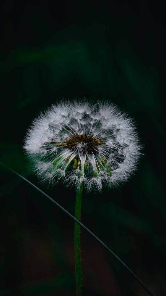 Photograph by Шмаков Денис