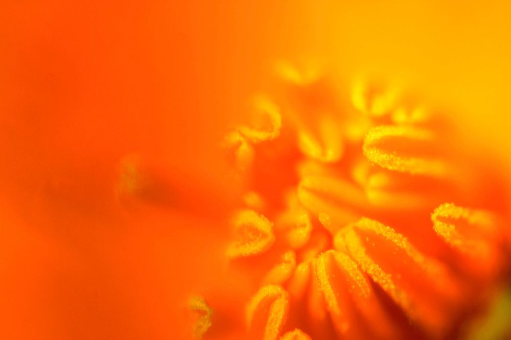 POLLEN - WHERE LIFE BEGINS