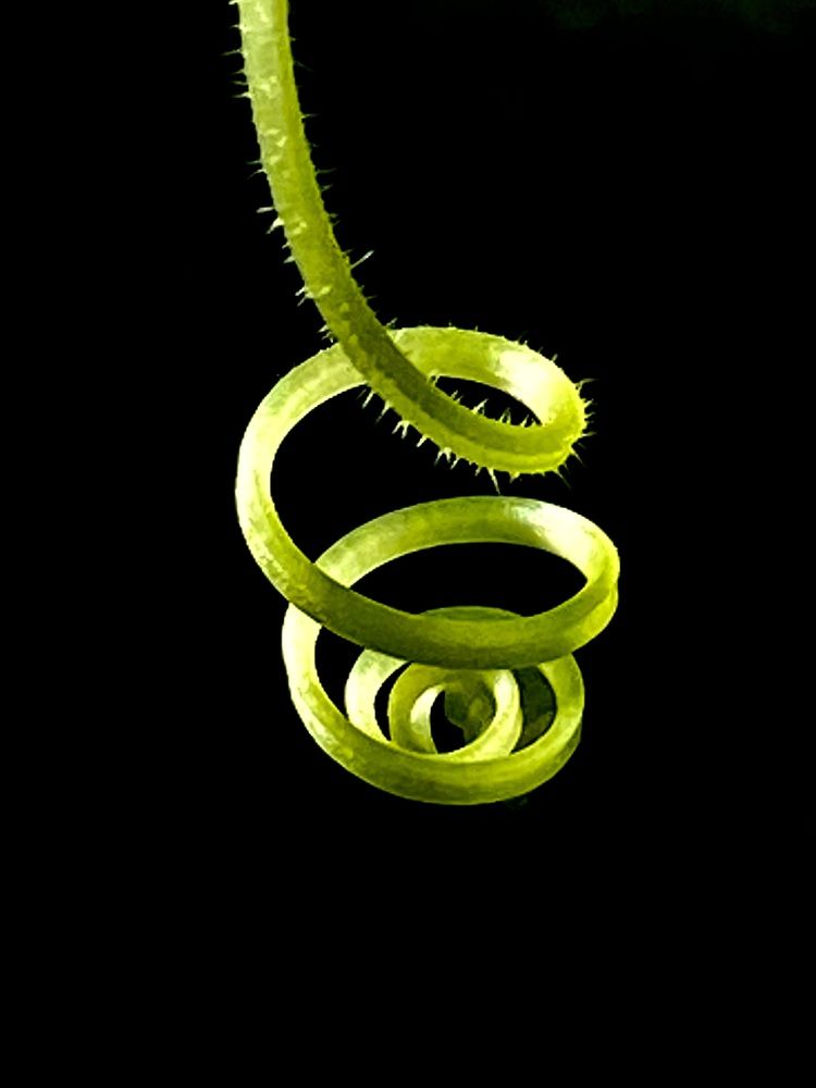 Фотография автора ГУЗАЛИЯ ГАНИЕВА