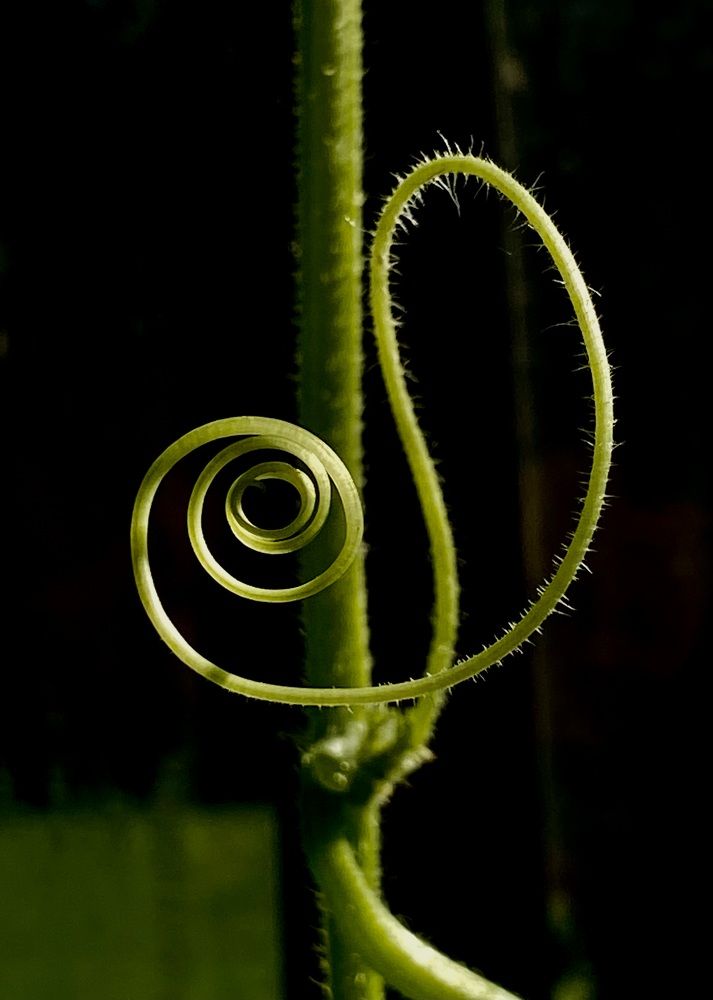 Фотография автора ГУЗАЛИЯ ГАНИЕВА