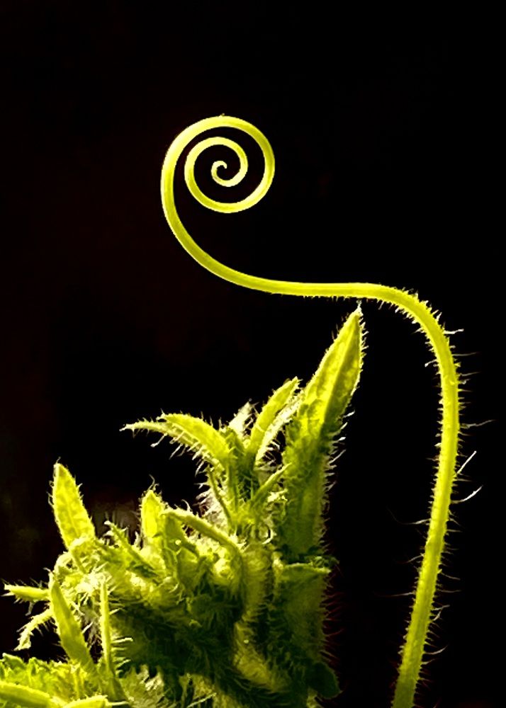 Фотография автора ГУЗАЛИЯ ГАНИЕВА