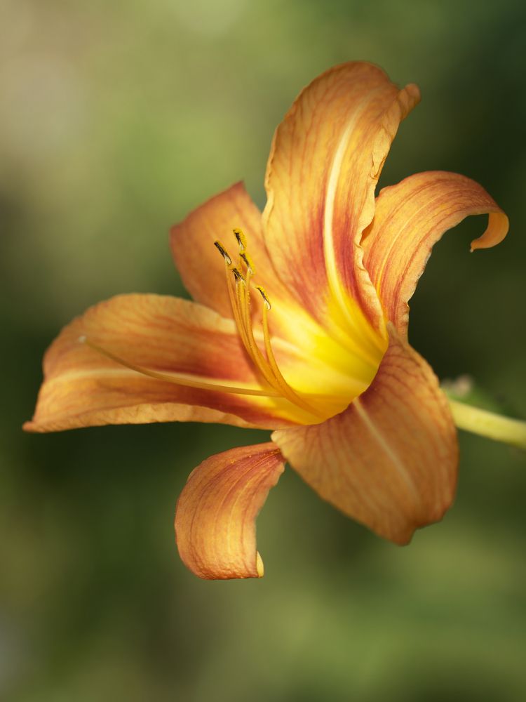 Photograph by Ирина Серегина