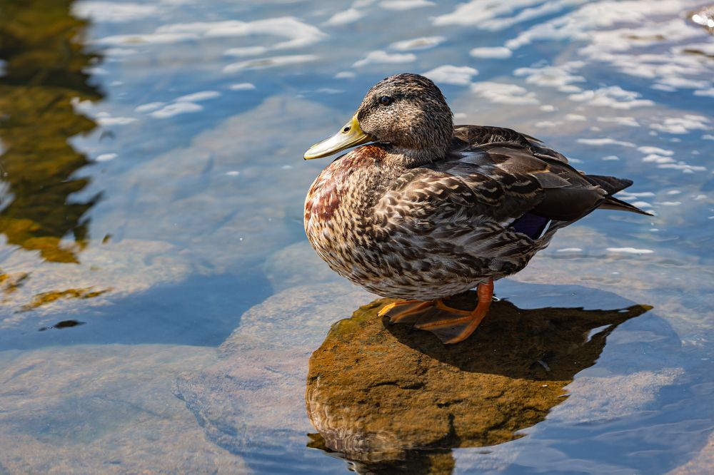 Photograph by  Светослав Радков