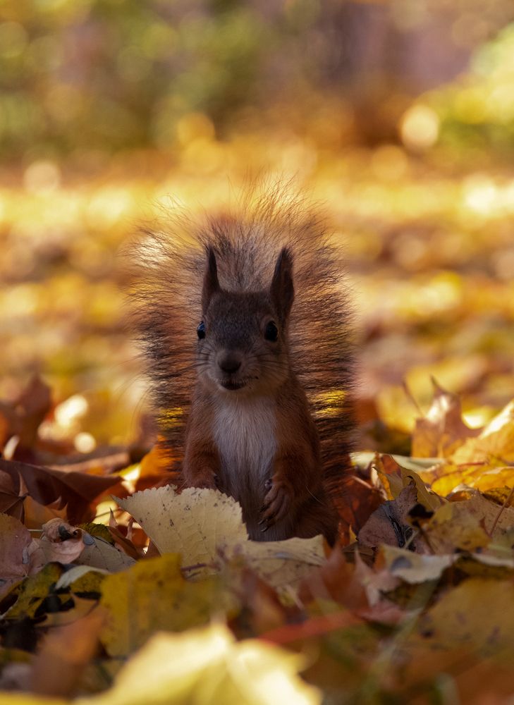 Photograph by Колоскова Юлия