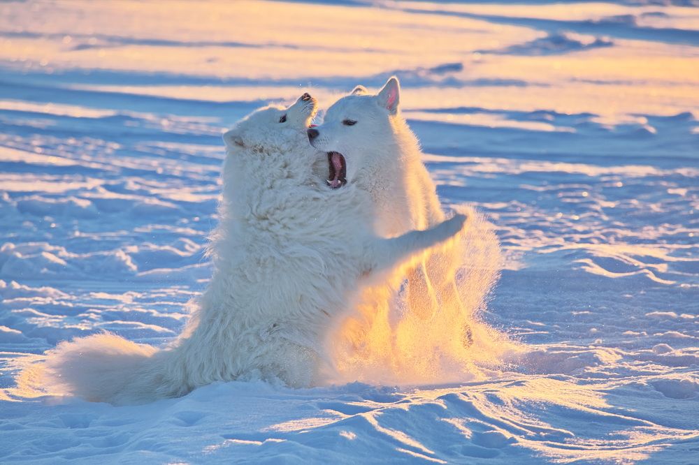 Photograph by Олег Раков