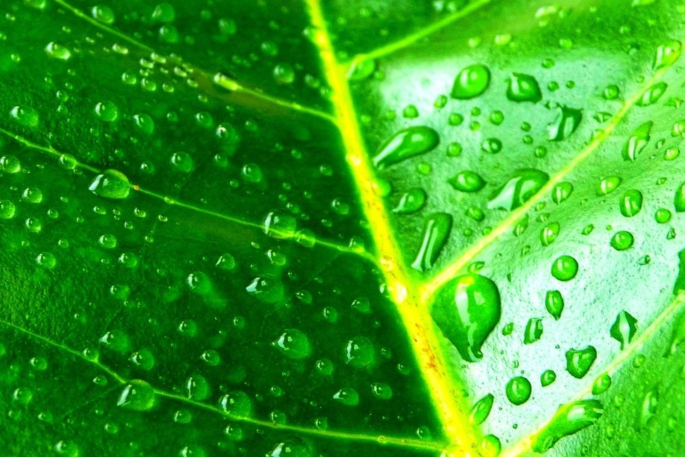 Photograph by Patrícia cruz