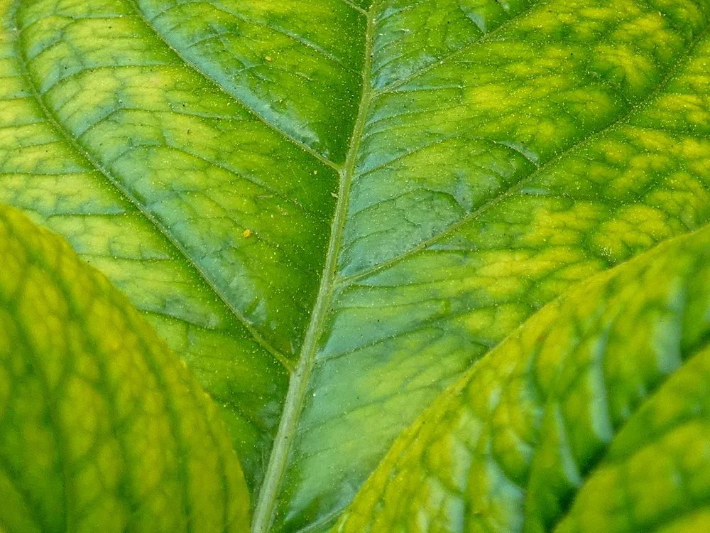 Photograph by Patrícia cruz