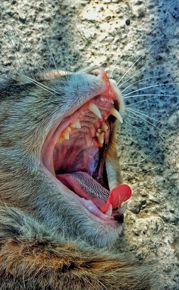 Фотография автора Mahdi Mohammadi