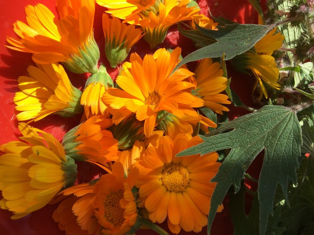 Фотография автора Бакалова Ирина