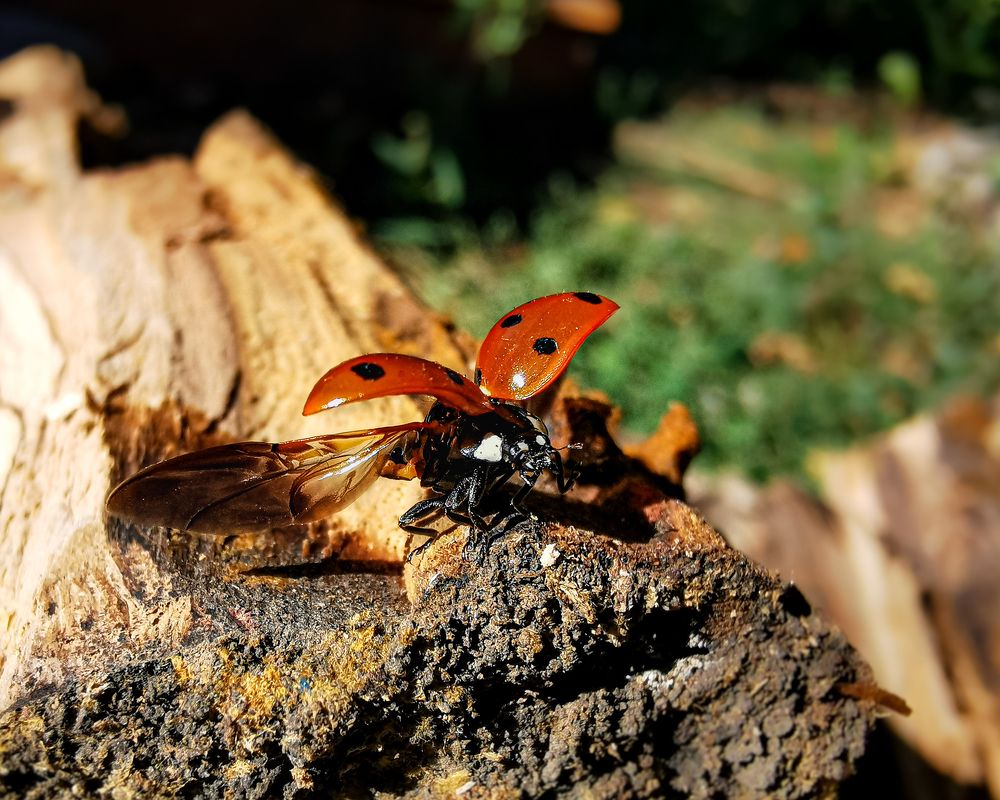 Фотография автора Дмитрий