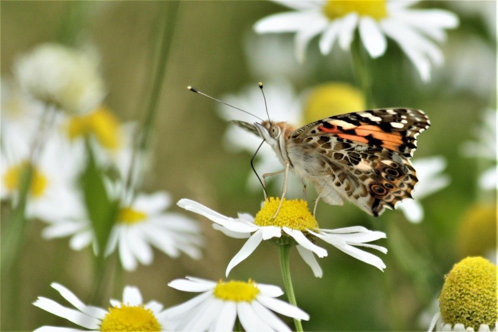 Photograph by Светлана Соколова