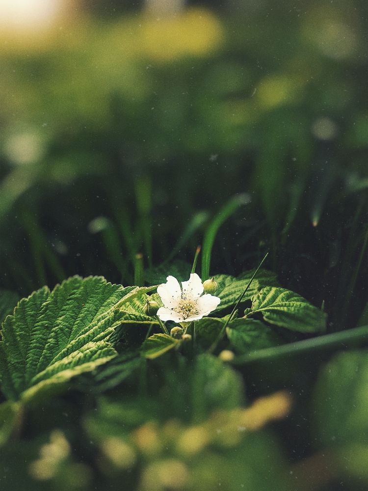 Фотография автора Виктория Мешкова