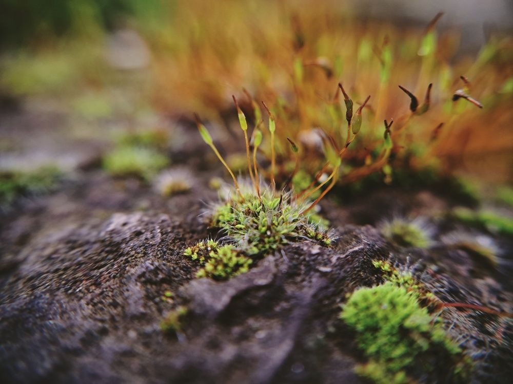 Фотография автора Виктория Мешкова