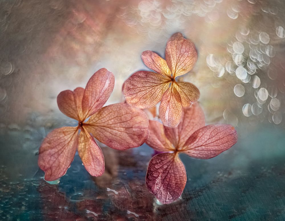 Гортензия...