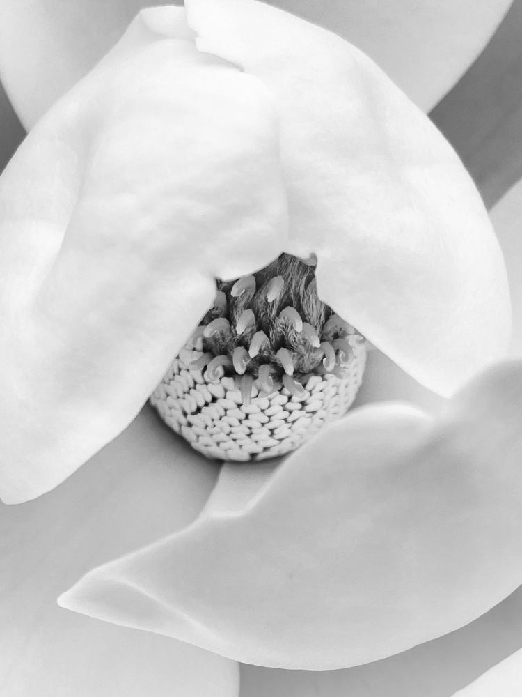 Photograph by Anastasiia