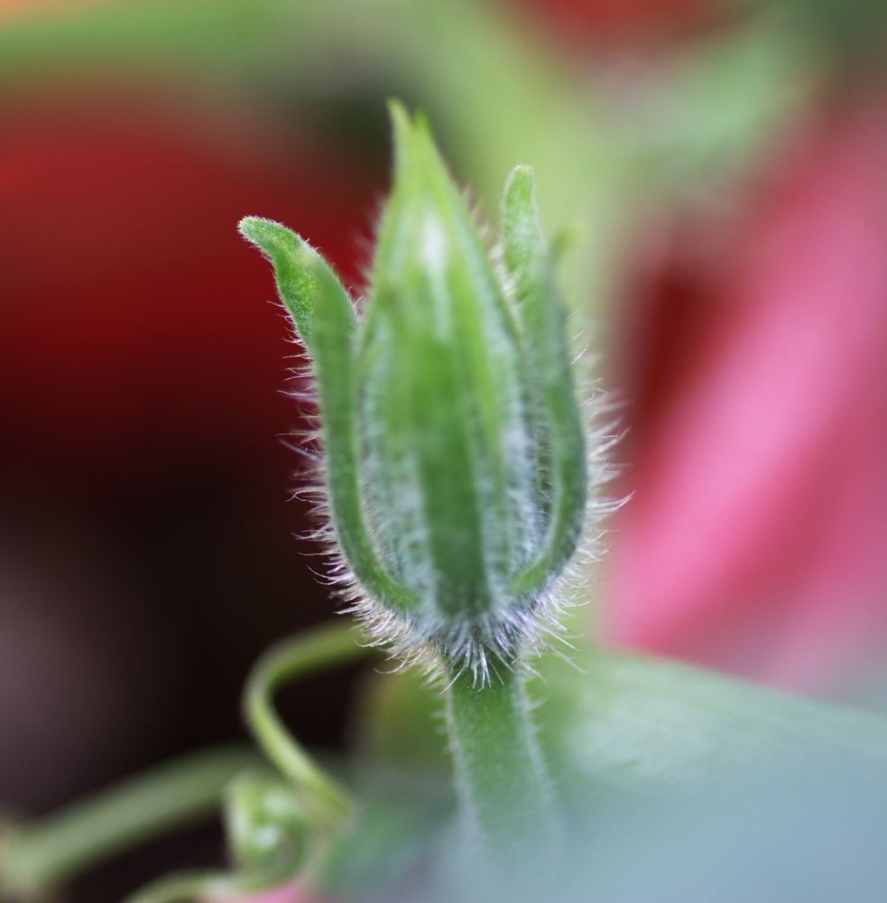 Photograph by Merav Zuberman Perkal