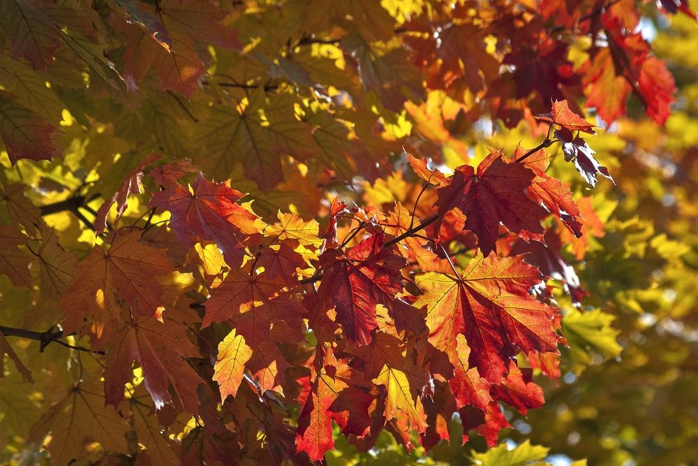 Нам осень краски подарила.