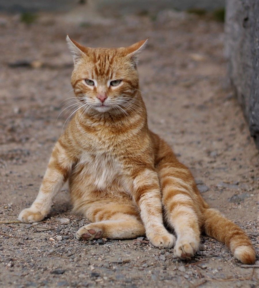 Фотография автора Таня Долгушева